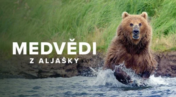 Medvědi z Aljašky