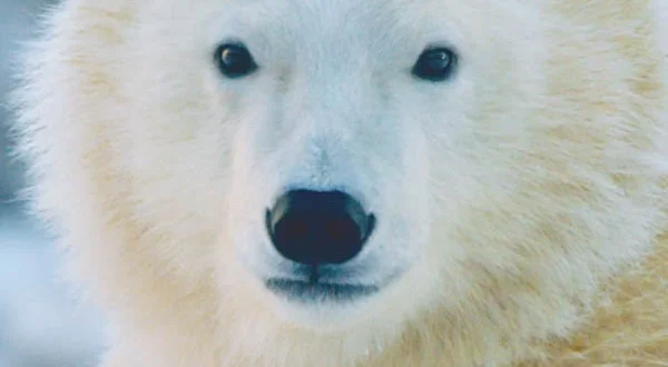 Cuccioli