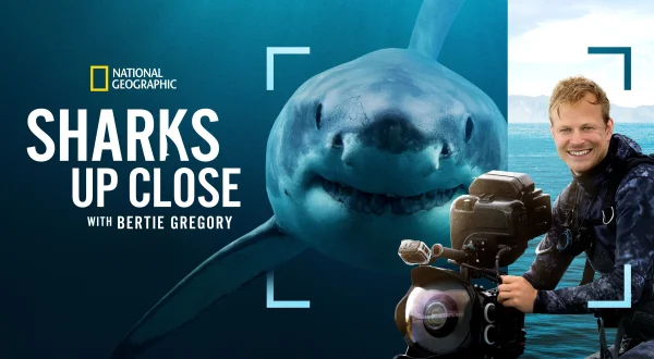 Sharkfest