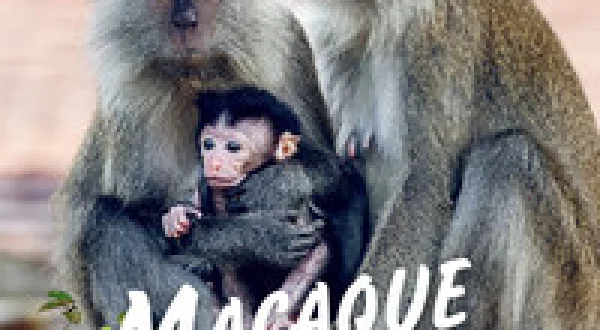 Macaque Island