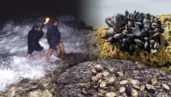 Marisqueo de mejillones y cangrejos. Recolección manual y cocinado de estos moluscos y artrópodos