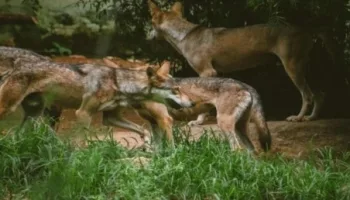 Animais Assassinos