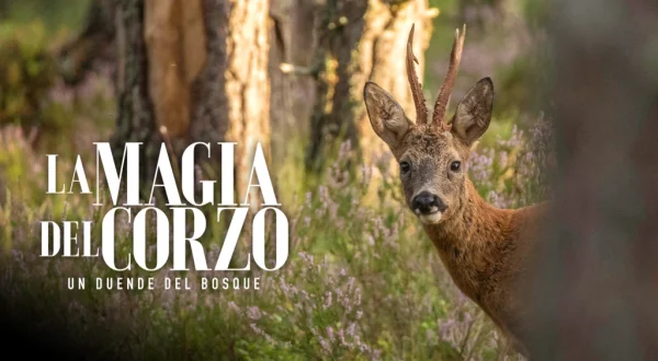 La magia del corzo, un duende del bosque