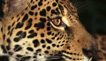 South America Untamed