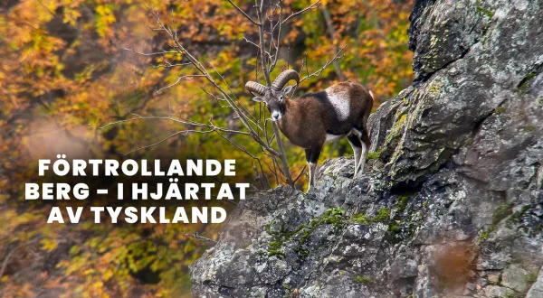 Fortryllende bjerge - I hjertet af Tyskland
