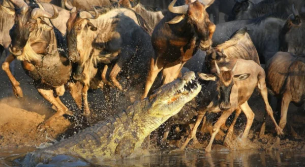 Récord mundiales del mundo animal