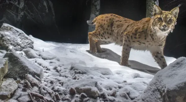 Luchs