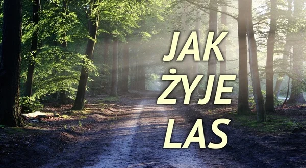 Jak żyje las