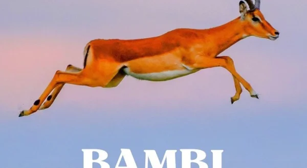 Bambi africano