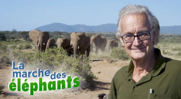 La marche des éléphants