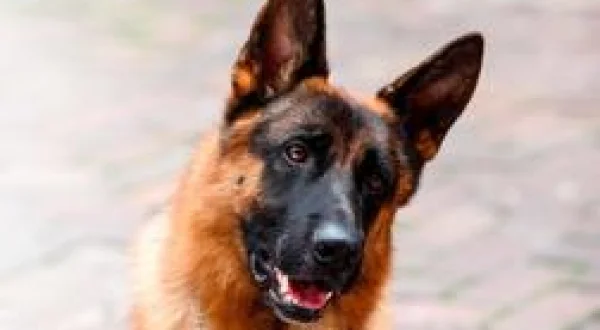 Rex