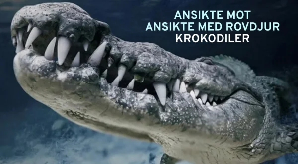 Ansikte mot ansikte med rovdjur: Krokodiler