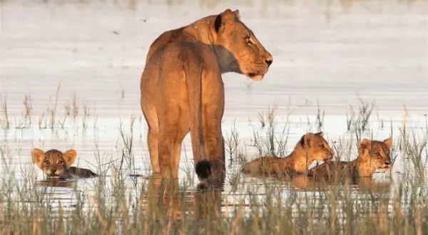La rive aux lions