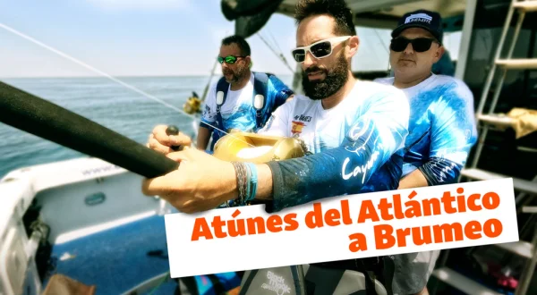 Atunes del atlántico a brumeo