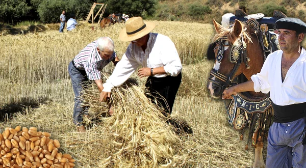 La siega y la trilla del trigo. Obtención tradicional del grano con hoces y caballos