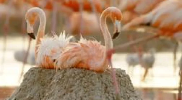 Queer par nature