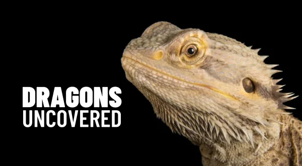 Dragons Uncovered
