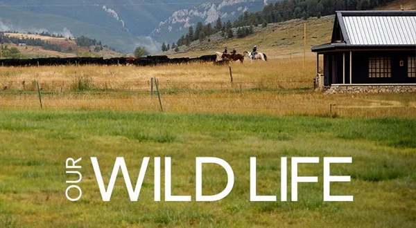 Our Wild Life