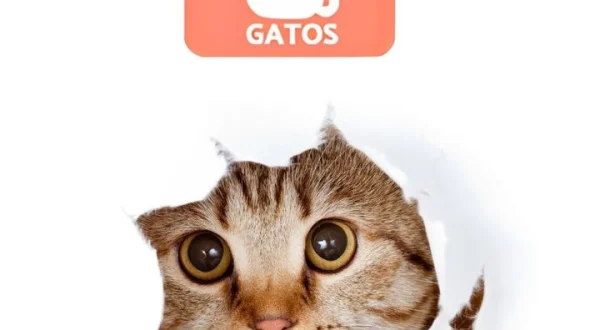 Algunas de las principales razas de gatos