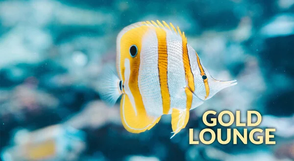 Gold Lounge