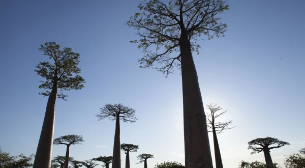 Madagascar: Earth's Tropical Islands.