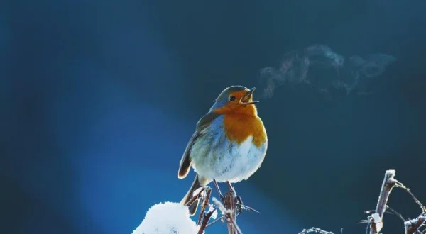 David Attenborough's Písně přírody