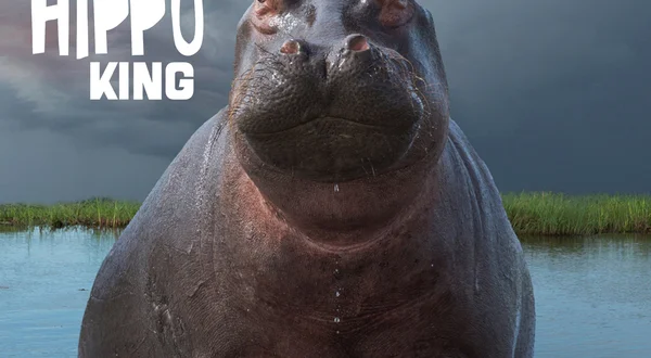 The Hippo King