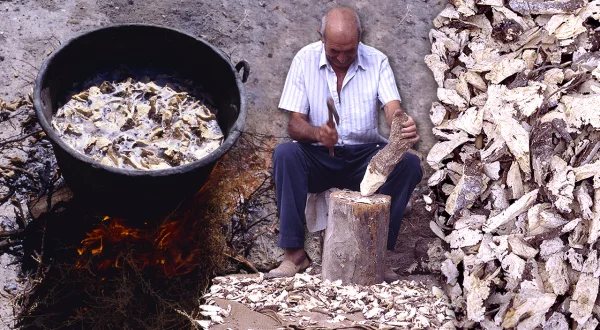 Jabón con raíces. Uso tradicional de la raíz hervida de la albata para lavar la ropa