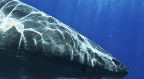 Most Wanted Sharks