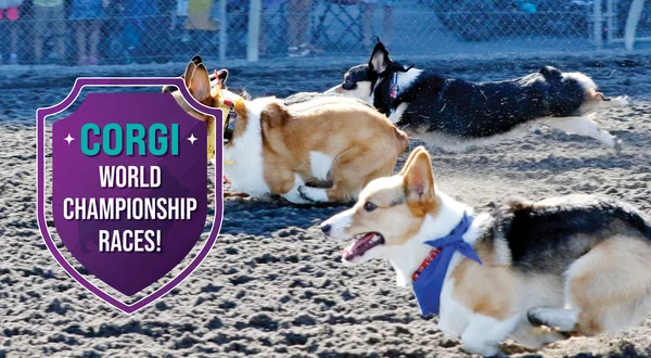 2025 Corgi Races at Emerald Downs