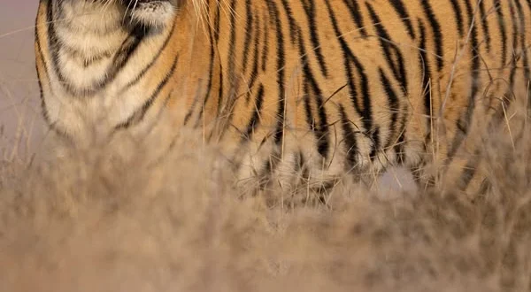 Le tigri selvagge dell'India