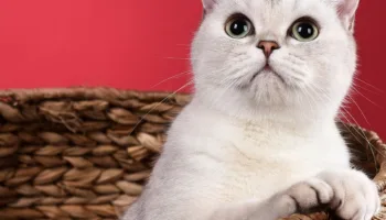 10 curiosidades de los gatos