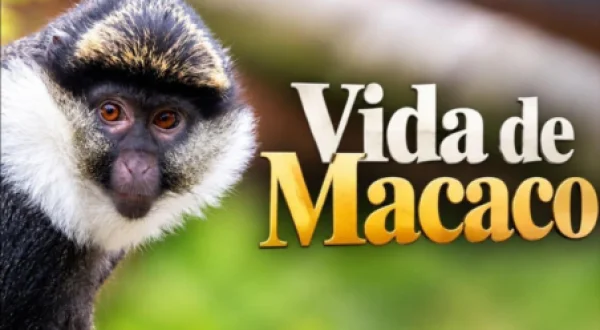 Vida de Macaco