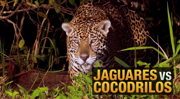 Jaguares vs cocodrilos
