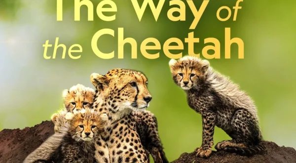 The Way of the Cheetah