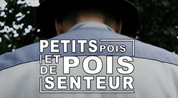 Petit pois et pois de senteur