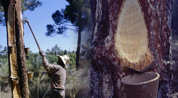 Los resineros y la resinación. Obtención tradicional de la resina de los pinos