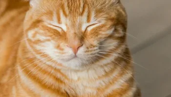 Cuida de la salud de tu gato