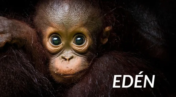 Edén
