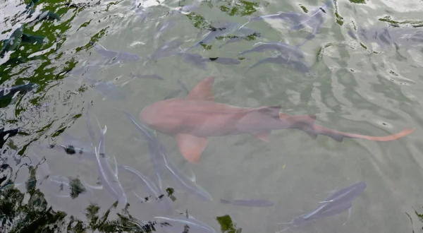 Fish Tank Kings – Gigantische Wasserwelten