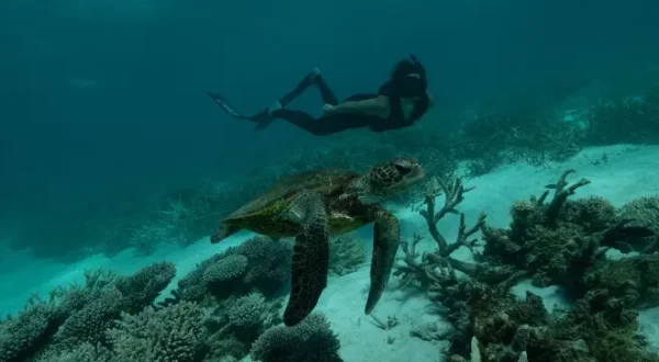 Australie : les profondeurs de l'océan