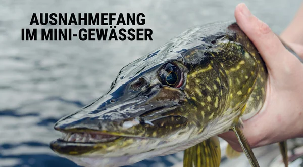Ausnahmefang im Mini-Gewässer
