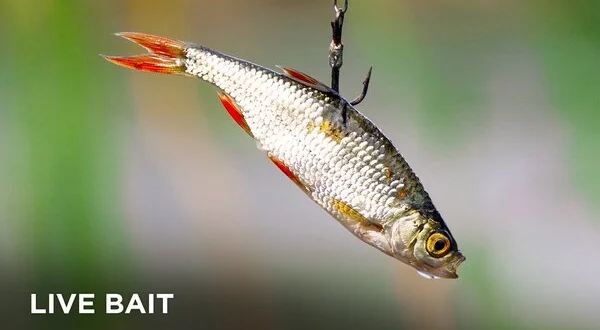 Live Bait