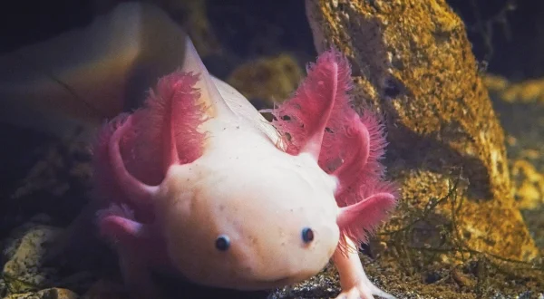 Die verrückte Welt der Amphibien