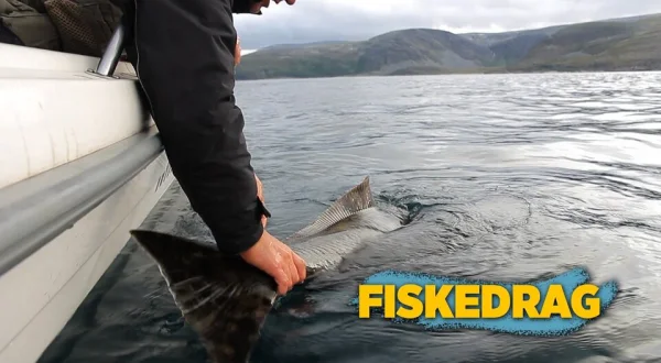 Fiskedrag