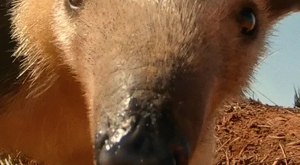South America's Weirdest Animals