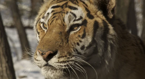 Amba the Russian Tiger