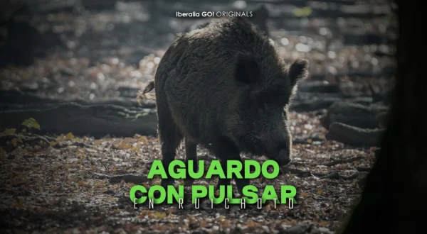 Aguardo con pulsar en ruichoto