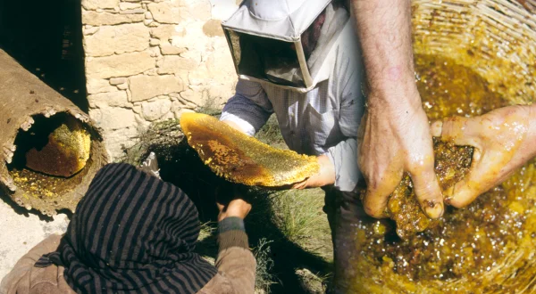 Miel y cera en arnas de caña. Cultivo tradicional de las abejas en la naturaleza