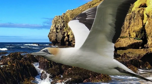 Beesten van de Grote Oceaan
